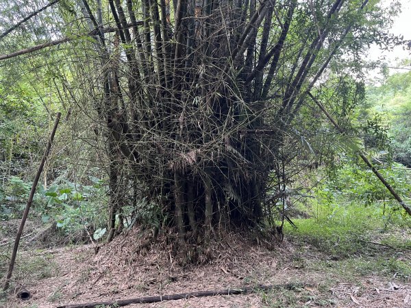 [百山百鳥尋旅-04/15] 2025_0817 龍過脈森林步道2863227