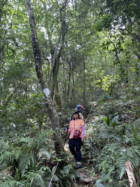 烏來三山O行（美鹿山、高腰山、拔刀爾山）    2023.8.52240813