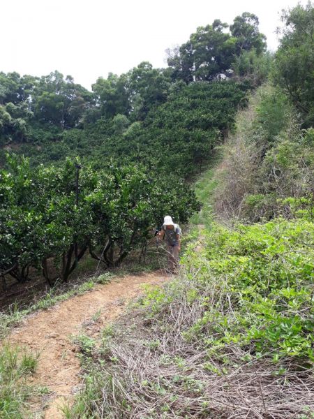 台中新田登山步道20180823396406
