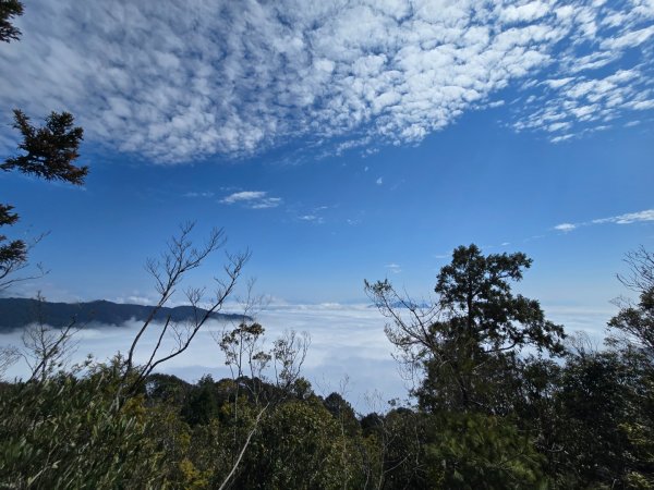 蝶夢八唐（裡冷登山口往返）八仙山出雲海下山順賞富士櫻2722709