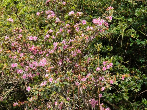 終於看到1000元背面的山景登頂玉山北峰／前峰2495822