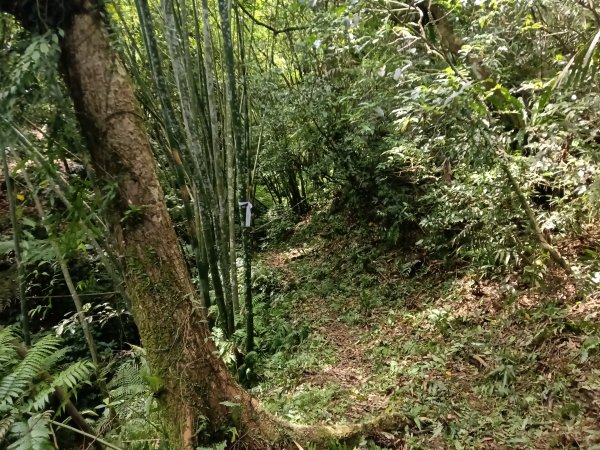 雙溪區柑腳城威惠廟+柑腳城山(下坑山)去回2796656