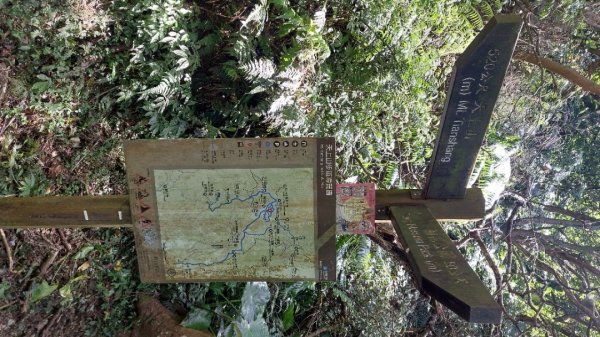 20250816_天上山系望月亭桐花段2863444