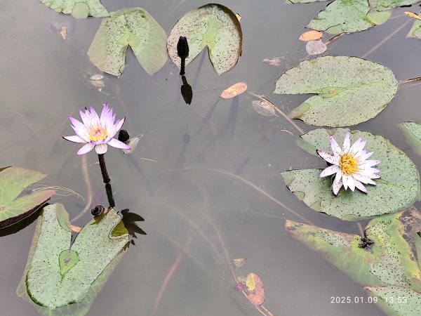 花博公園圓山園區→臺北市立美術館→圓山別莊→湖光教會→凱旋酒店→宏匯瑞光廣場→大港墘公園2686052