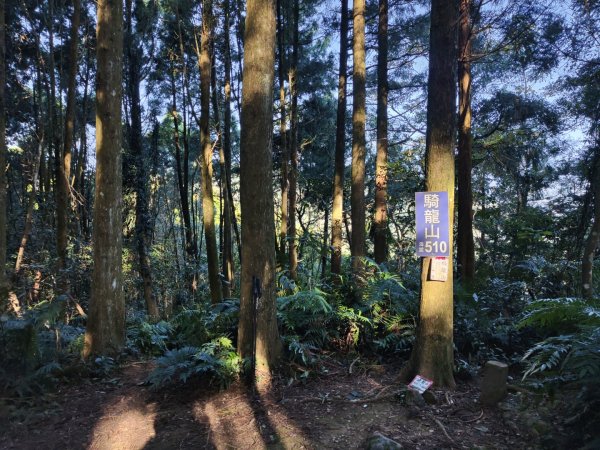 2024.11.29 騎龍山+騎龍古道2990388