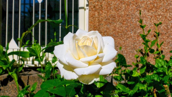 台南孔廟等3001771