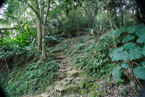 桃園 大溪 新溪洲山、溪洲山、林嵩壽山、內湳溝山、頭寮山3006194