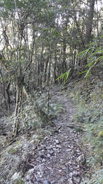 八仙山國家森林步道 2016 12 10191747