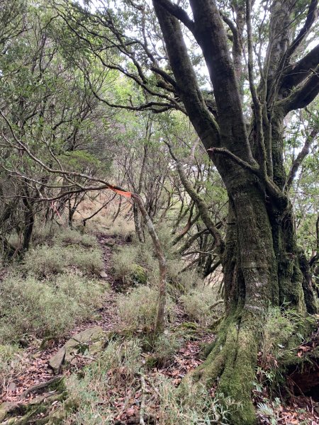 20240210高雄斯拉巴庫山2431571