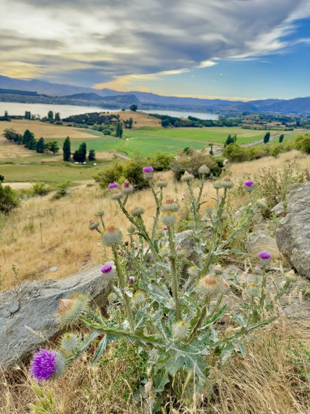 紐西蘭之旅-羅伊峰（Roy Peak ）Hiking 2025.1.282709643