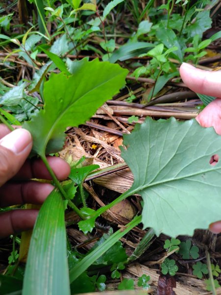 苗栗關刀山2975049