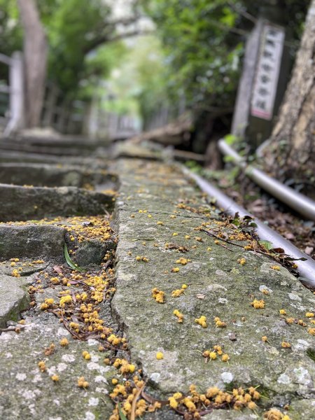 2024觀音觀鷹全7線| Mt. Guanyin |皇蛾|峯花雪月2504719