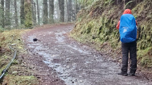 20250319～20嘉明湖國家步道🥶🥶🥶殘念😭2739797