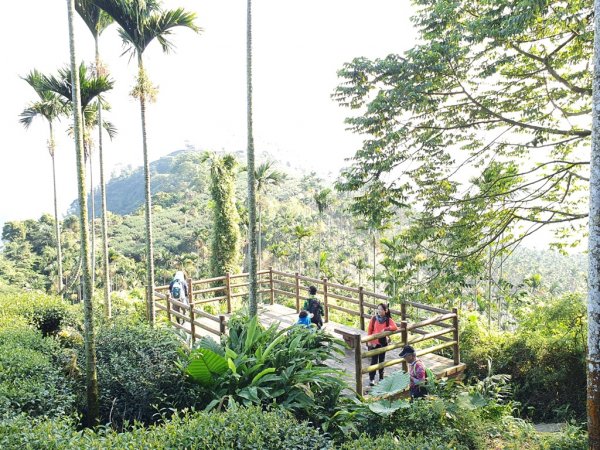 【雲嘉】後棟山連走大二尖山1478438
