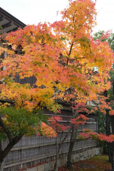 【海外健行】 漫步- 梅小路公園- 朱雀庭園- 西本願寺- 東本願寺1936088