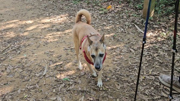 20251215林口森林步道+太平嶺海濱步道2969354