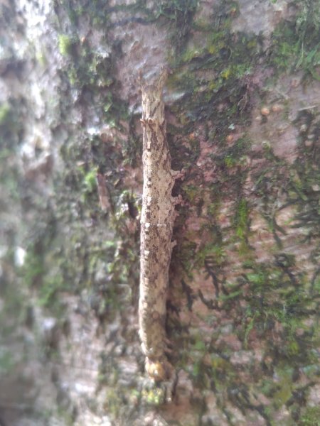 關頭山 舊武界越山 巴蘭山2892108