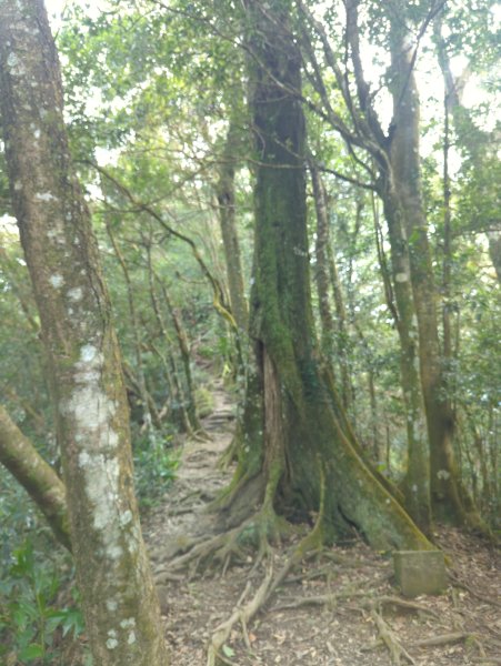 2025.01.18－仙山步道2706100