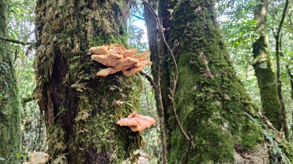 大混李棟山2816353