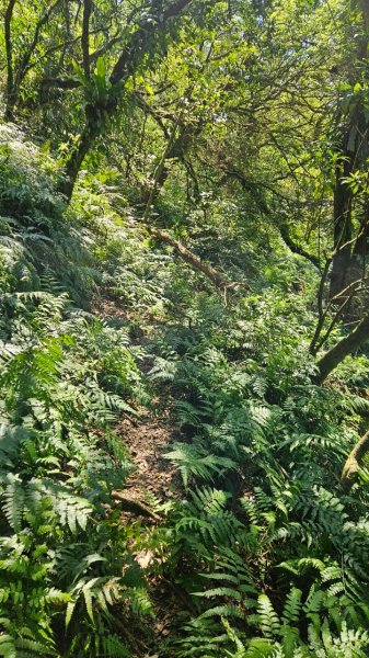 20250322遠望坑古道-龜媽坑古道中線-虎子山古道2743258