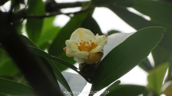 《南投》峰峰相連｜草屯九九峰森林步道O型202509062879301