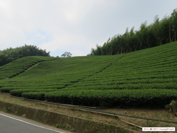 《南投》竹林銀杏｜鹿谷長源圳古道、大崙山銀杏森林、武岫201709212890494