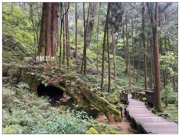 阿里山神木群棧道2771595