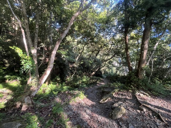 [玉山尋寶任務-03/12] 2025_0810 瓦拉米步道2857478