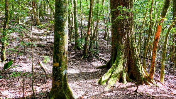 油羅山(一上三下)2959159