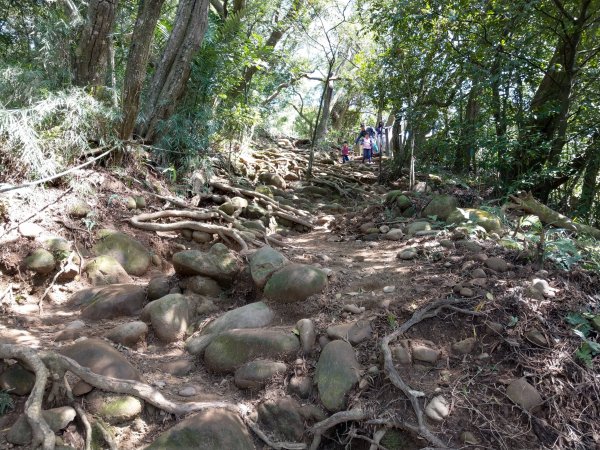 新竹飛鳳山(中坑山)小百岳880247