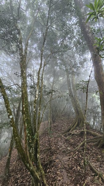 【稜線瘦如刀鋒，山形橫亙如屏風】解鎖第55座小百岳 #045 大橫屏山2932883