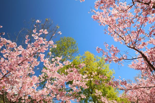 拉拉山的櫻花286544