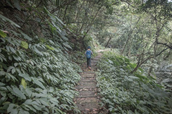 馬胎古道 （馬胎一期、南坪古道、內灣老街）3073881