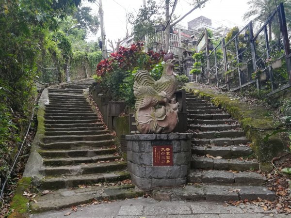 登天母古道上華崗賞櫻花868986