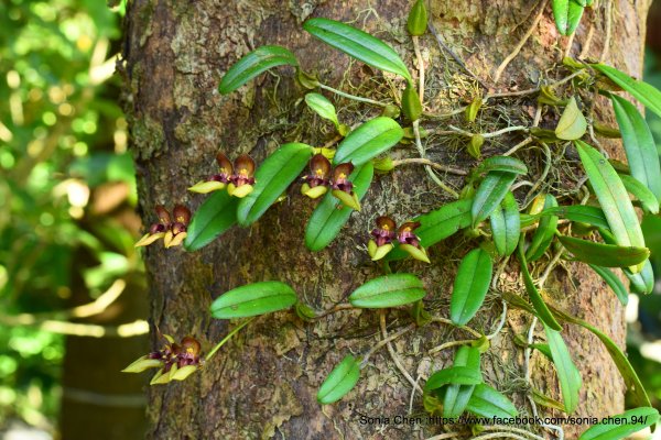 一年見一次的朋友 2025 D1207 屏東捲瓣蘭