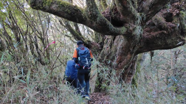 小塔山2291峰探勘山羊關泉水仙洞去兜山2351426