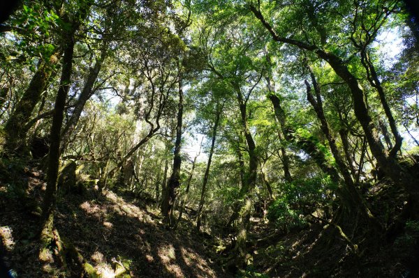 桃園 復興 把家灣山、低陸山2865372