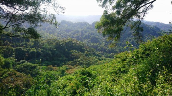 麒麟山森林步道1483332