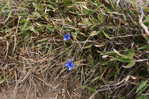 合歡北峰百岳點名(由松雪樓步行至北峰登山口)1385949