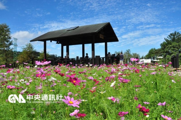 【新聞】繽紛波斯菊綻放 貓空樟樹步道賞花趣