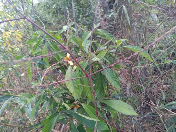 盆貿里山三盆連走2749554