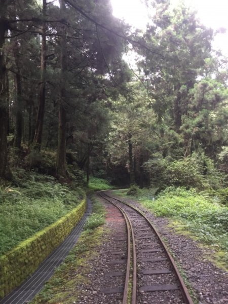 阿里山賓館~祝山小火車~小笠原觀日出661531