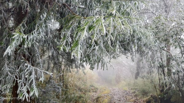 #望洋山 #太平山觀雲步道 #霧淞 #雲海 #帝雉 3/172737670