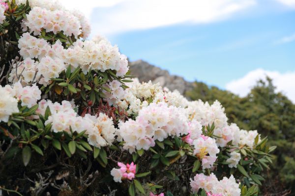 20180501石門山、合歡尖山賞花324618