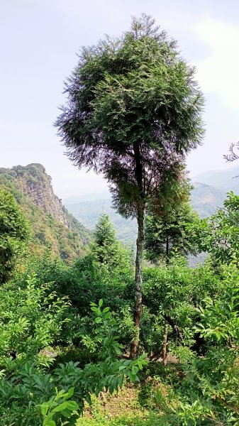 【苗栗-臺灣百大必訪步道】泰雅族抗日的馬那邦山登山步道1347681