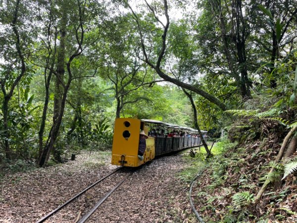 五分山 -小百岳收集起來，馬藍（大青）滿山遍野、桐花陪襯、群蝶紛飛、吸取花蜜1370252