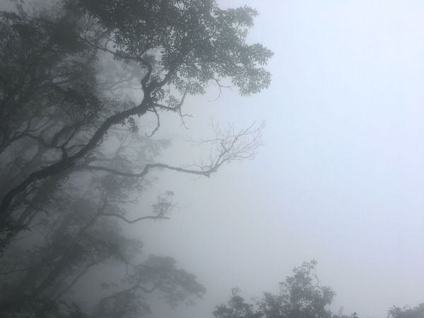 觀霧檜山巨木森林步道171704