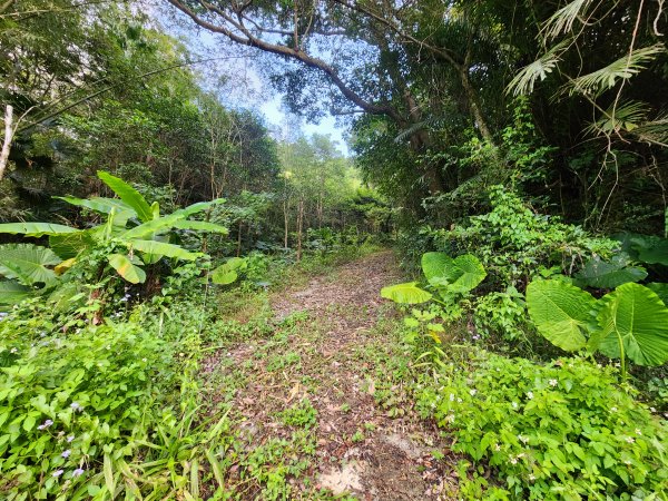 20241215富浪波山鹹菜棚街與打牛崎步道2691601