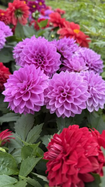 2025台北杜鵑花季｜大安森林公園｜迎曦花丘｜20250307｜峯花雪月2729825