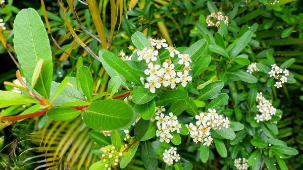 北后寺。關稅戰2758763